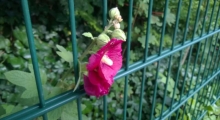 Blume die durch ein Gitter wächst