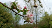 Eine Bienme die eine offene Kirschblüte anfliegt