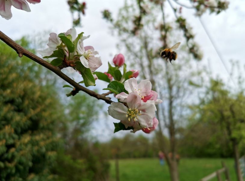 Eine Bienme die eine offene Kirschblüte anfliegt